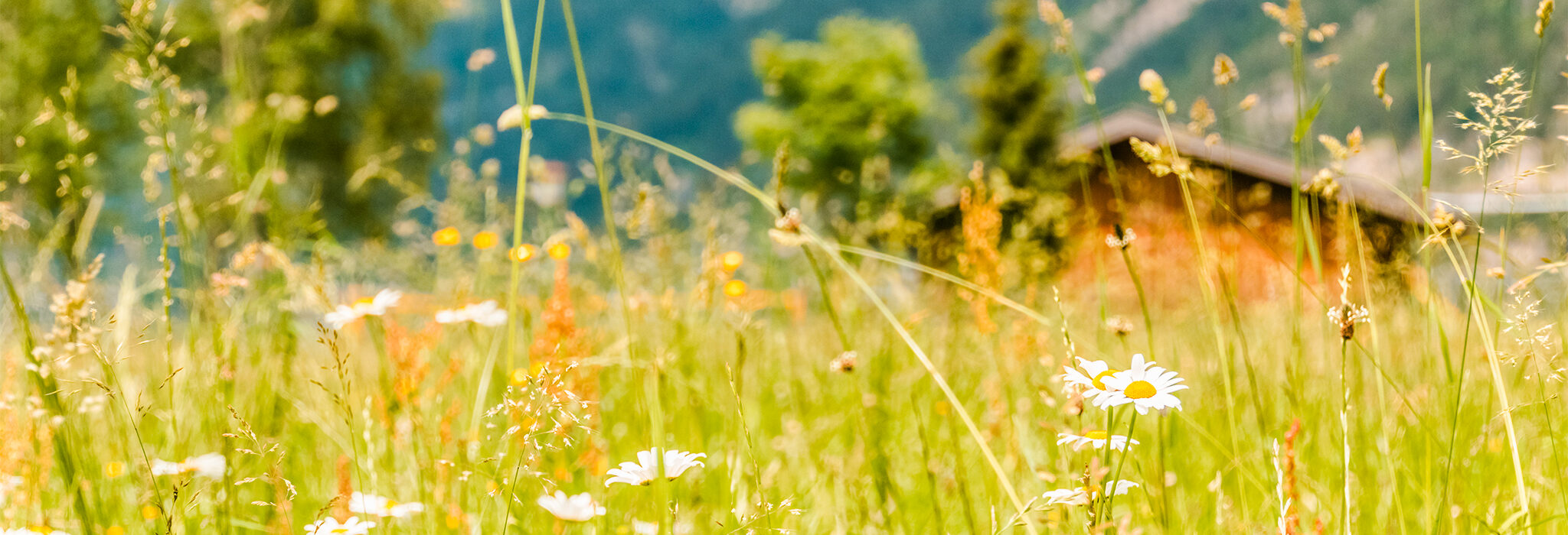 Südtirol Blumenwiese Berge