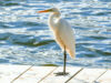 Leba Meer Reiher
