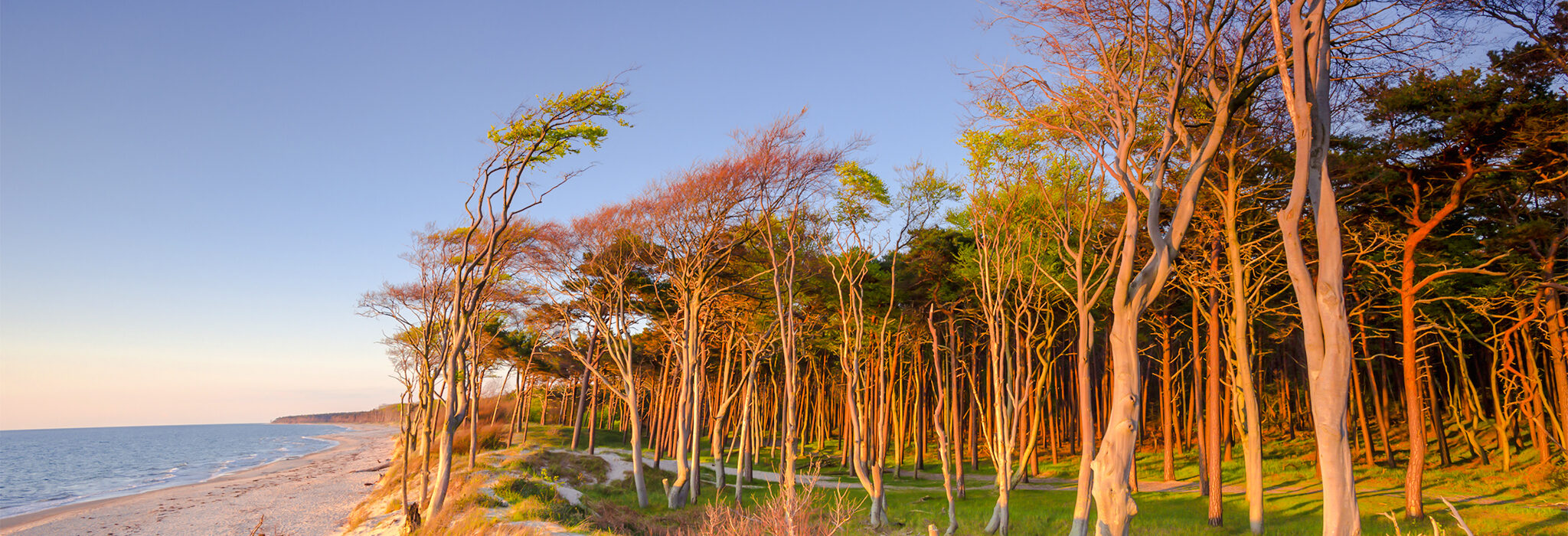 Küstenwald und Strand an der Ostsee, Prerow