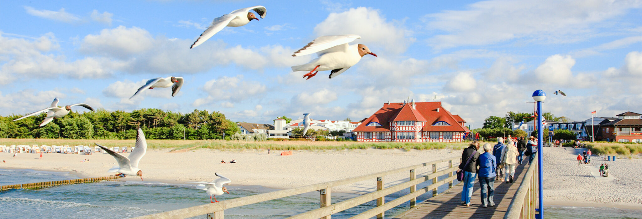 Zingst Seebrücke Möwen