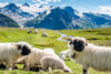 Salzburger Land Schafe