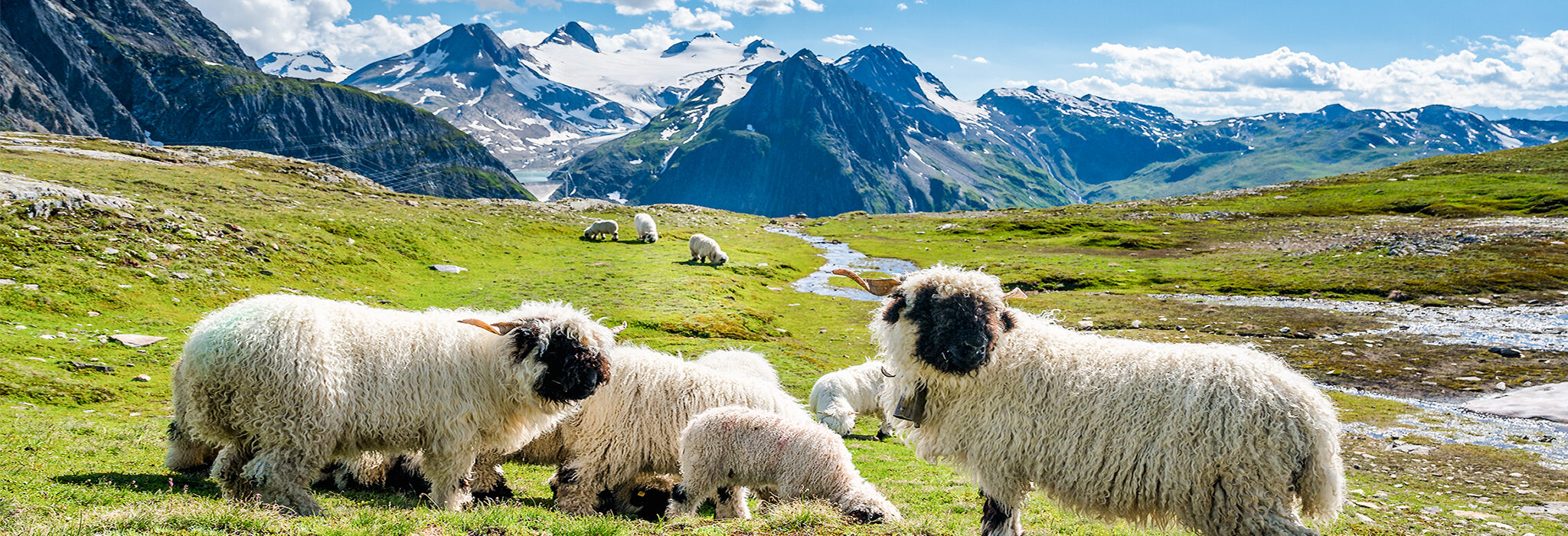 Salzburger Land Alpenblick und Schafe