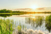 Seen Schilf Sonne Natur