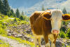 zillertal alpen im sommer, kuh auf dem wanderweg