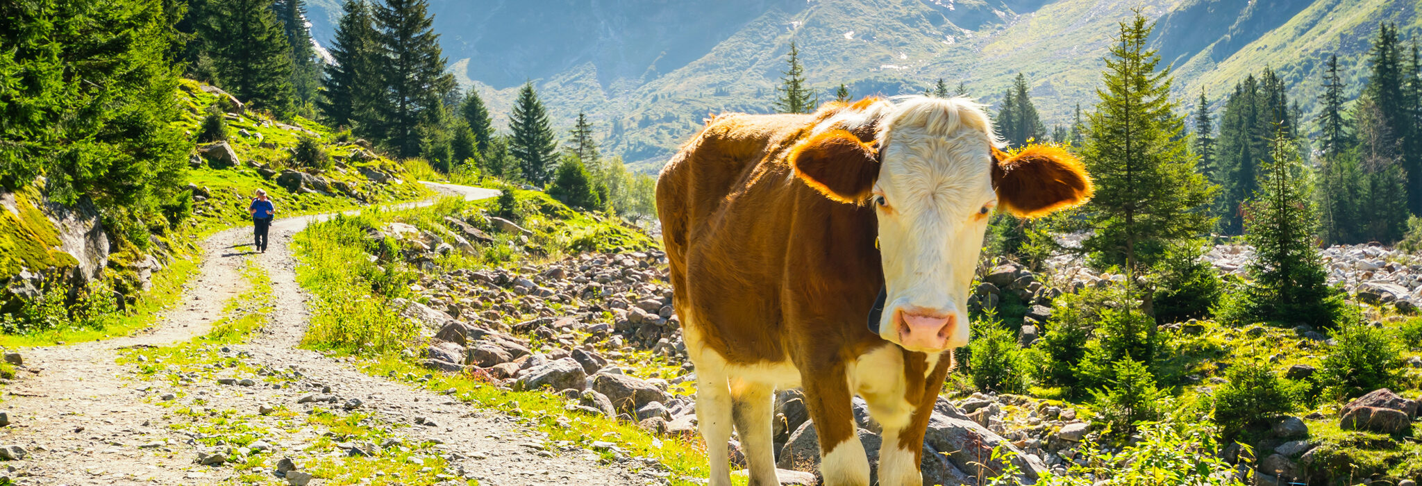 zillertal alpen im sommer, kuh auf dem wanderweg