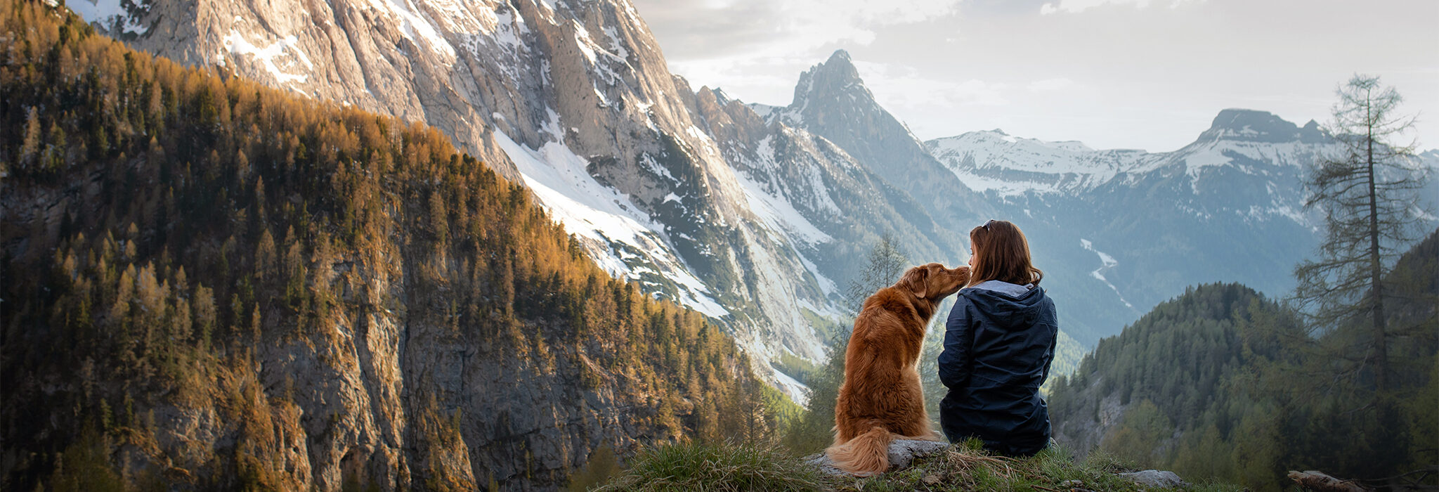 Hund in den Alpen Panorama