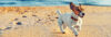 Jack Russell am Strand