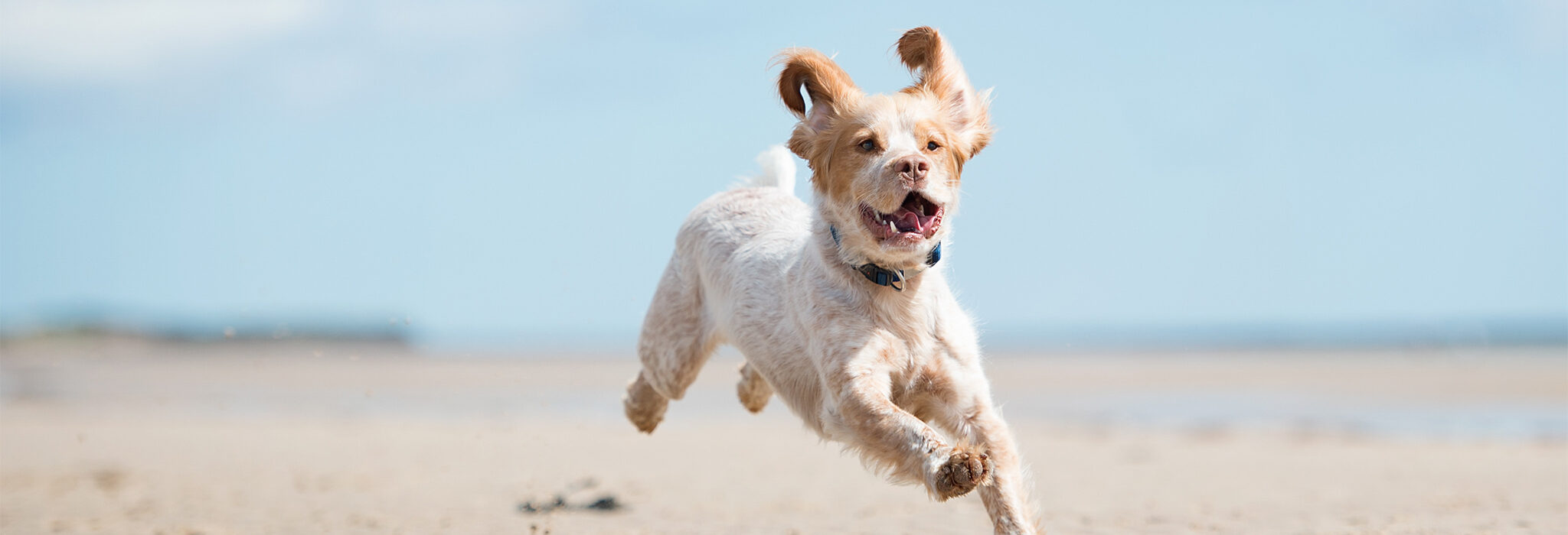 Springender Hund am Strand