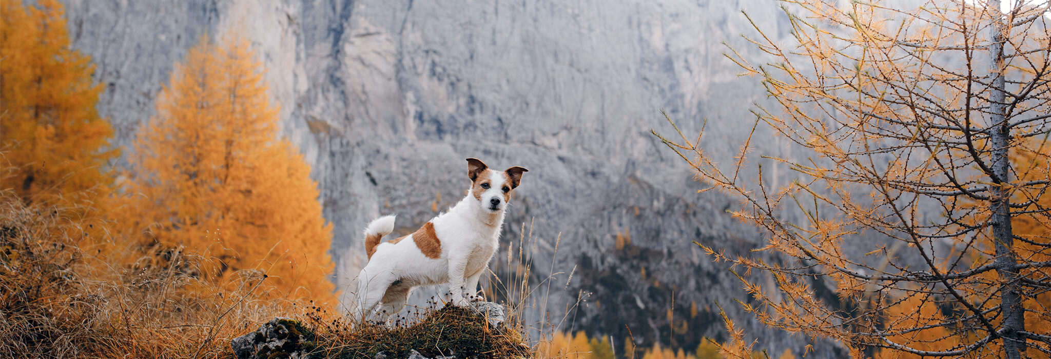 Hund Alpenpanorama Herbst