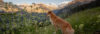 Hund Panorama Alpen Wiese