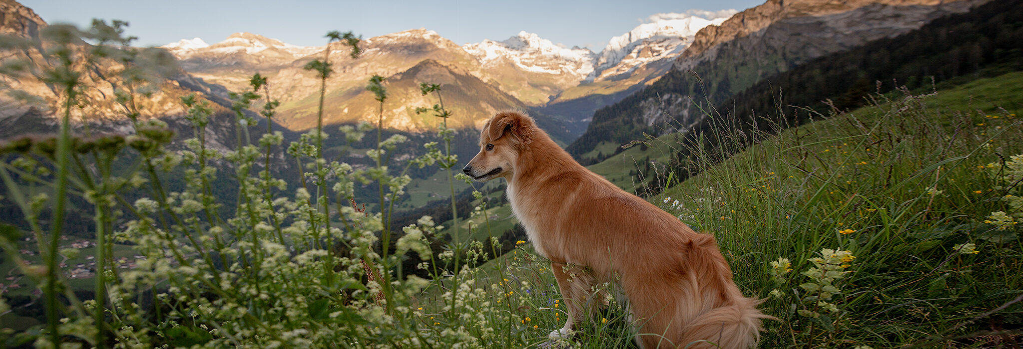 Hund Panorama Alpen Wiese