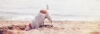 Hund am Strand Sand