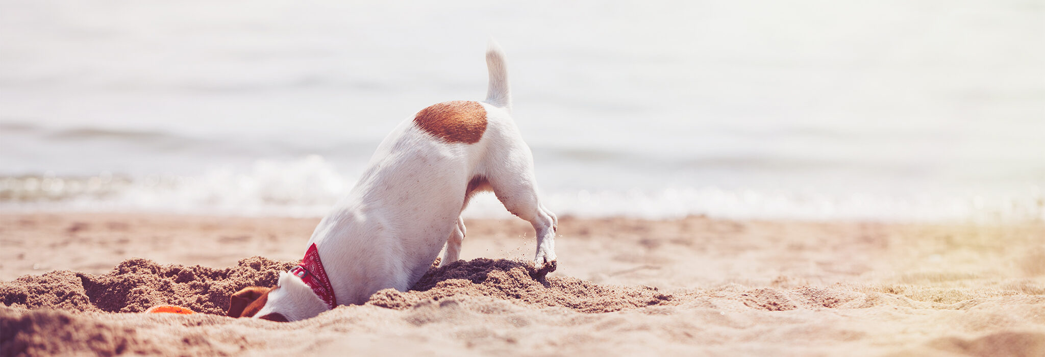 Hund am Strand