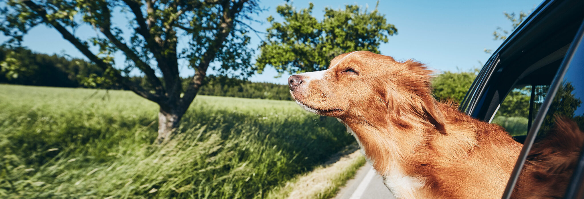 Urlaub mit Hund