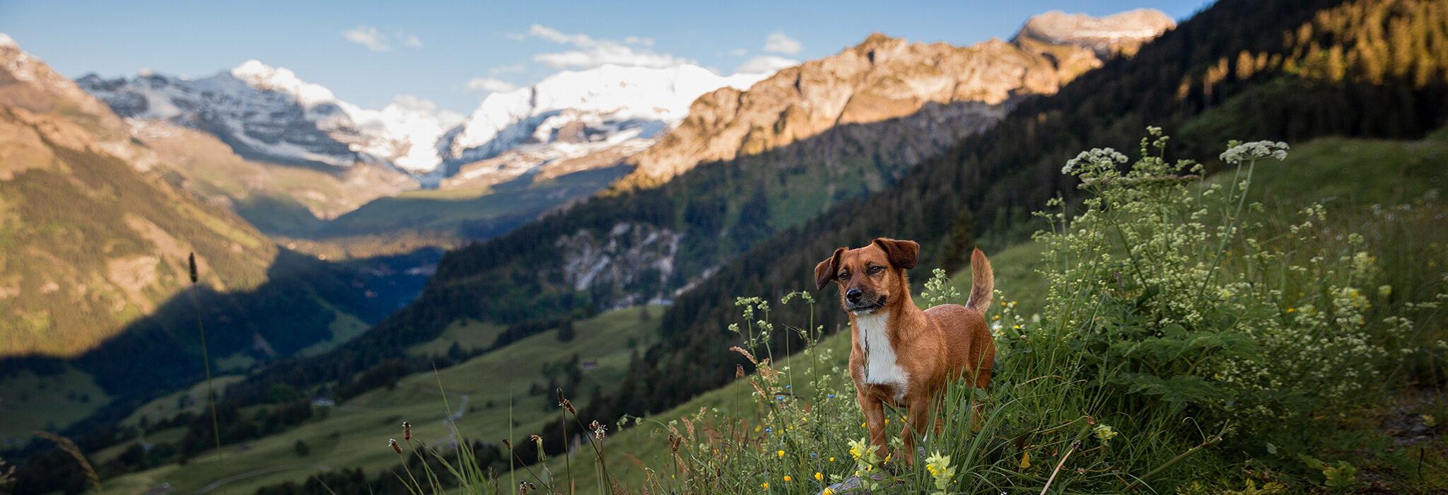 Alpenurlaub im Sommer mit Hund