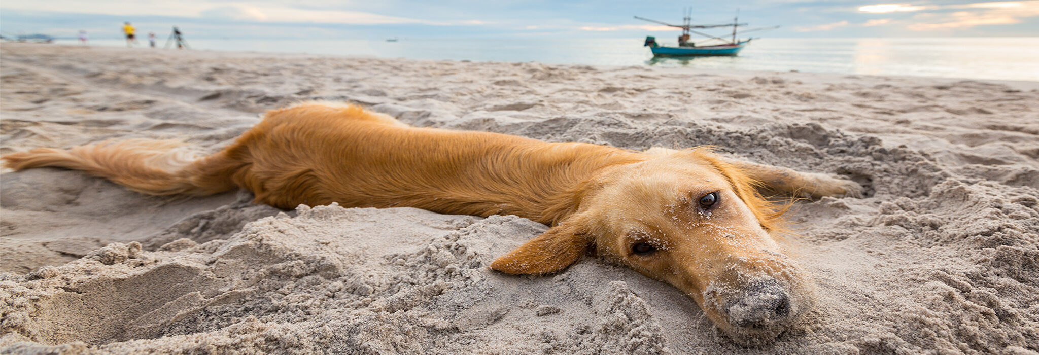 Hund am Strand Meer