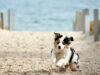 Welpe am Strand
